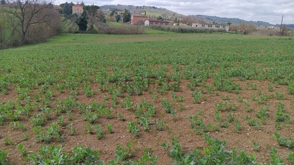 terreno edificabile in vendita a Fratta Todina