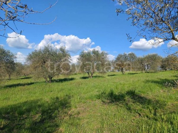 terreno agricolo in vendita a Fratta Todina