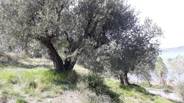 terreno agricolo in vendita a Magione in zona Sant’Arcangelo