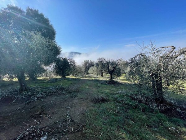 terreno agricolo in vendita a Magione in zona Sant’Arcangelo