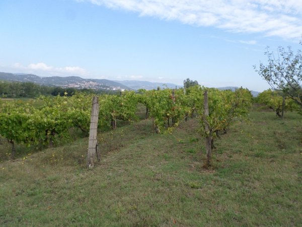 terreno agricolo in vendita a Magione