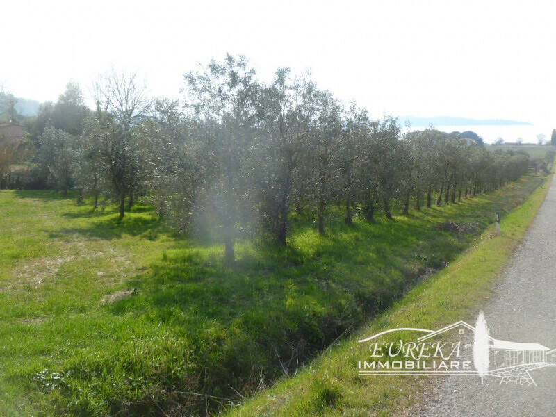 terreno agricolo in vendita a Magione