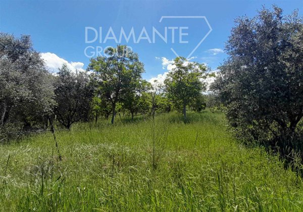 terreno agricolo in vendita a Marsciano in zona San Valentino della Collina