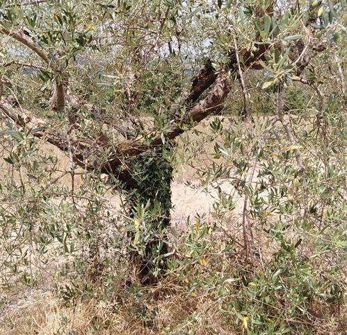 terreno agricolo in vendita a Massa Martana in zona Viepri