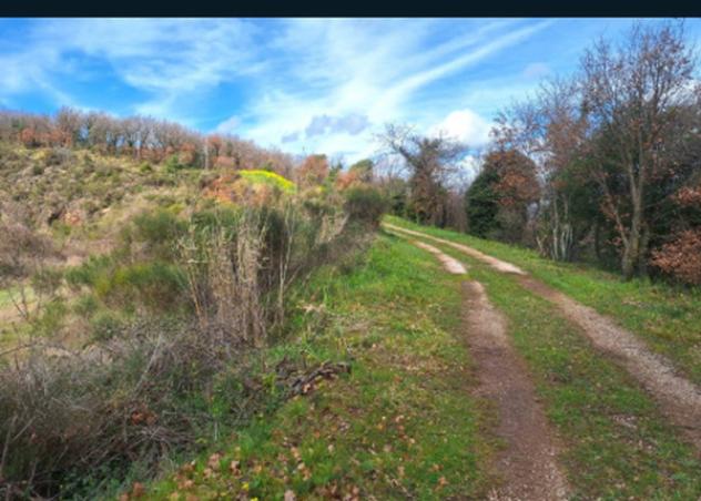 terreno agricolo in vendita a Massa Martana
