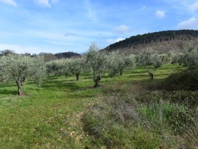 casale in vendita a Massa Martana