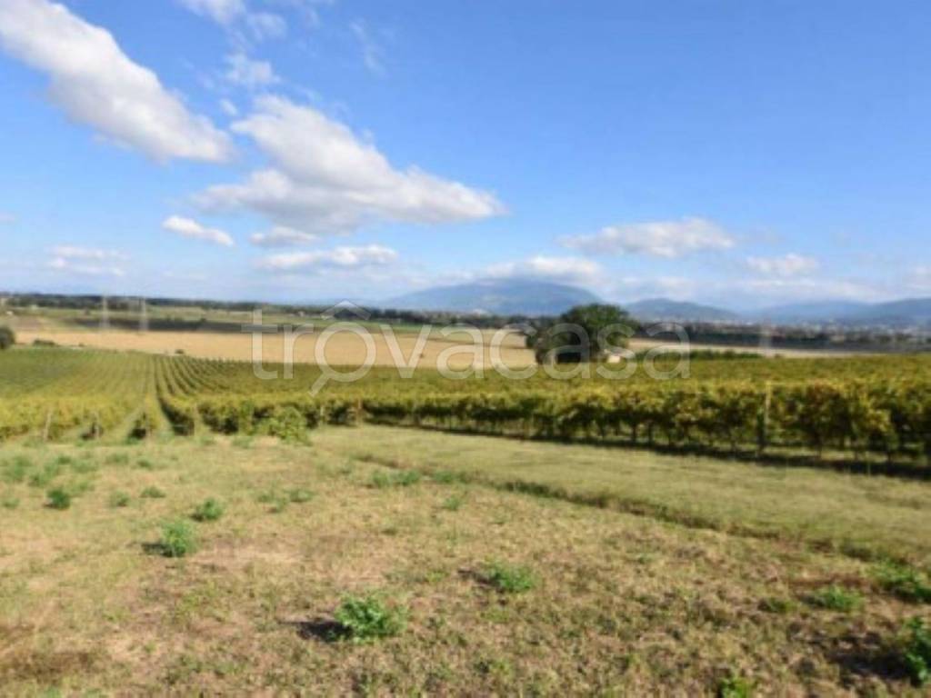 terreno agricolo in vendita a Montefalco