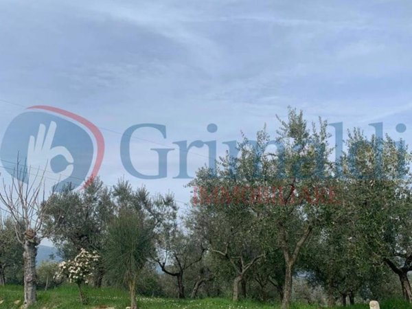 terreno agricolo in vendita a Montefalco