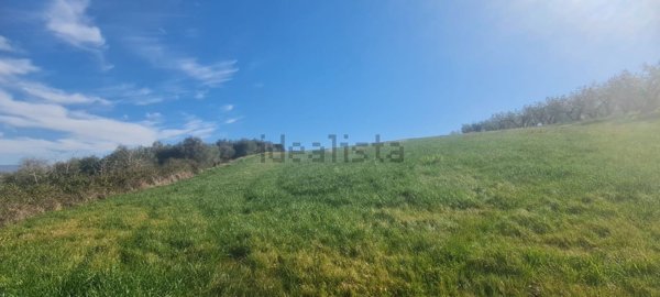 terreno agricolo in vendita a Montefalco