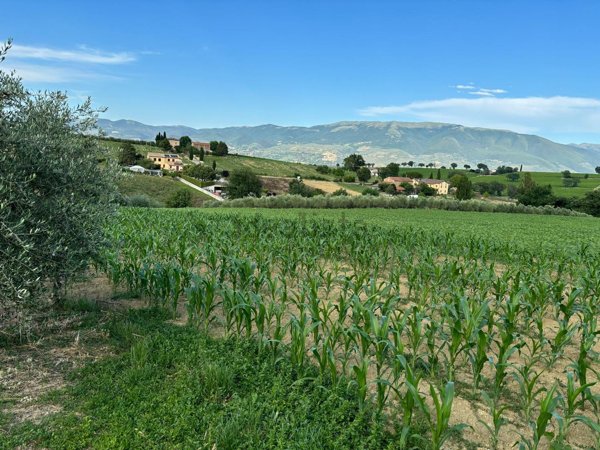 terreno agricolo in vendita a Montefalco