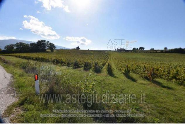 terreno agricolo in vendita a Montefalco