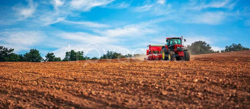 terreno agricolo in vendita a Montefalco in zona Pietrauta