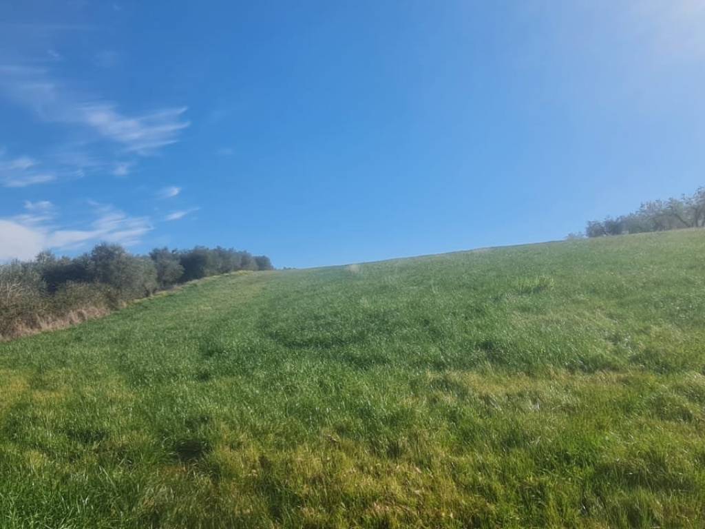 terreno agricolo in vendita a Montefalco in zona Cerrete