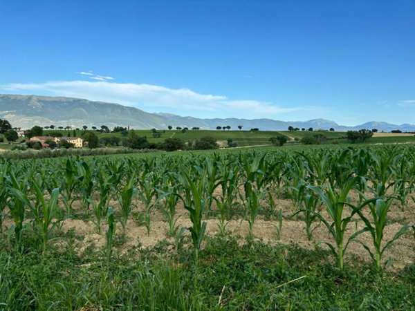 terreno agricolo in vendita a Montefalco in zona Fratta