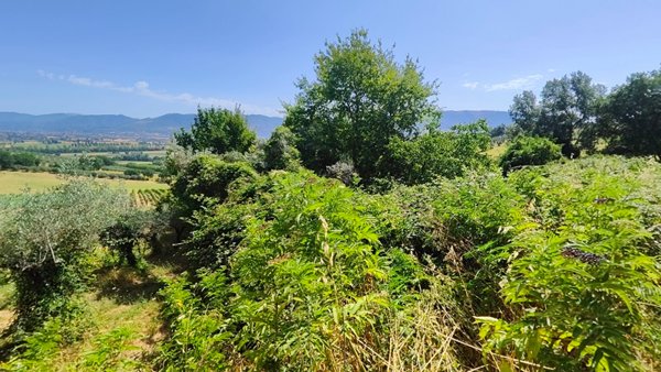 terreno edificabile in vendita a Montefalco in zona Cerrete