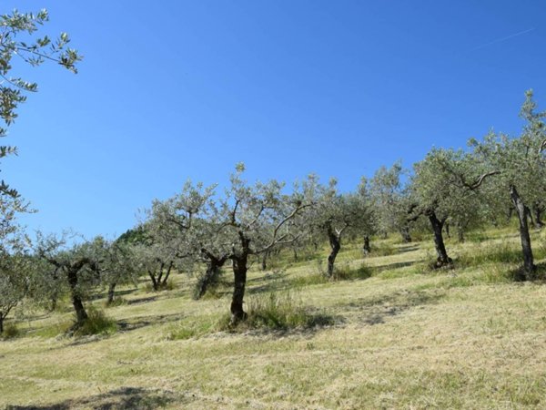 terreno in vendita a Montefalco in zona Montepennino