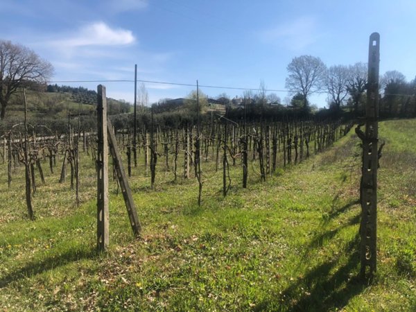 terreno agricolo in vendita a Montone
