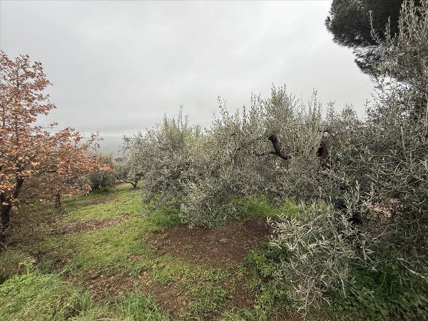 terreno agricolo in vendita a Paciano