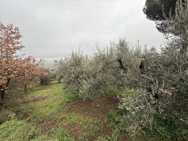 terreno agricolo in vendita a Paciano