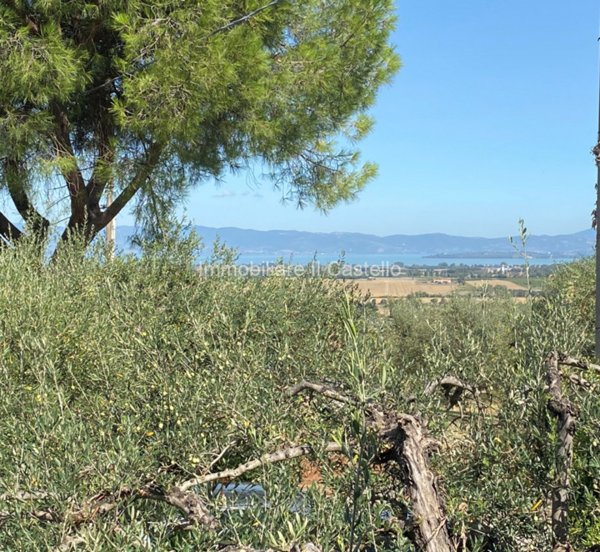 terreno agricolo in vendita a Panicale