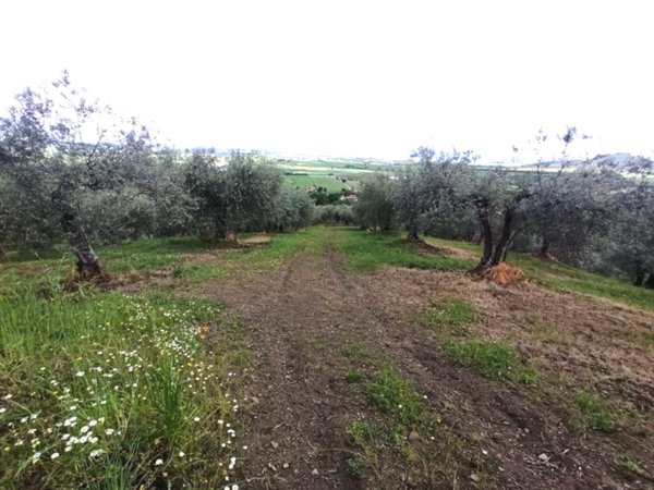terreno agricolo in vendita a Panicale in zona Tavernelle