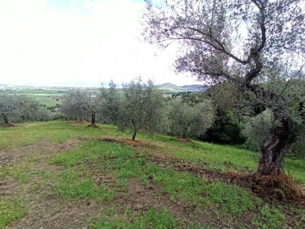 terreno agricolo in vendita a Panicale in zona Tavernelle