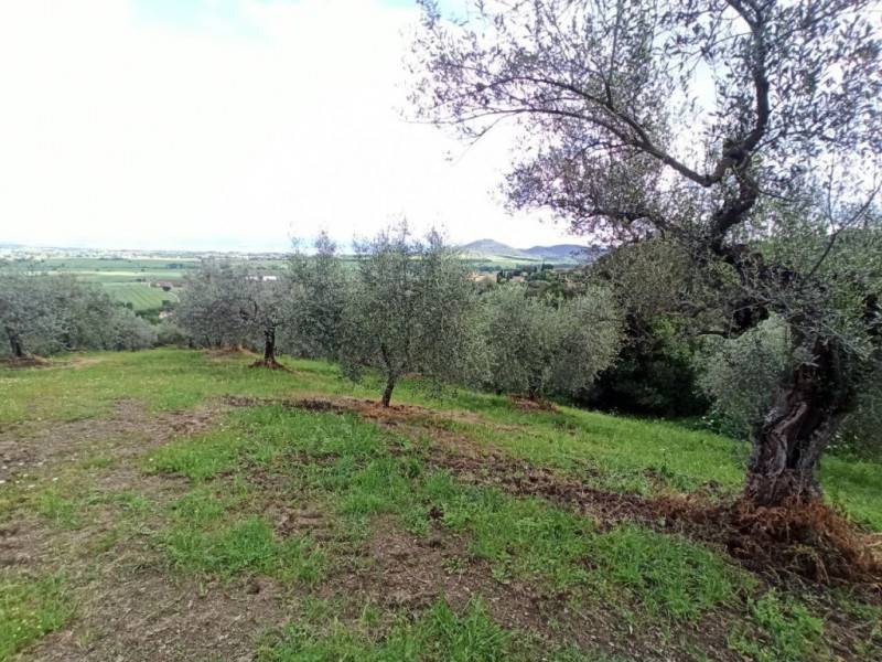 terreno agricolo in vendita a Panicale in zona Tavernelle