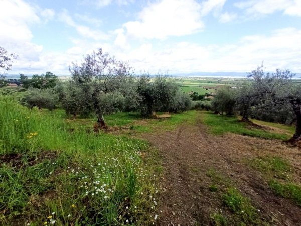 terreno agricolo in vendita a Panicale in zona Tavernelle