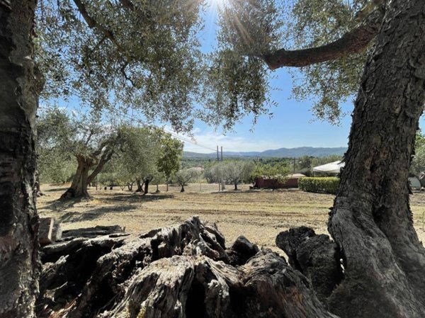 terreno agricolo in vendita a Panicale