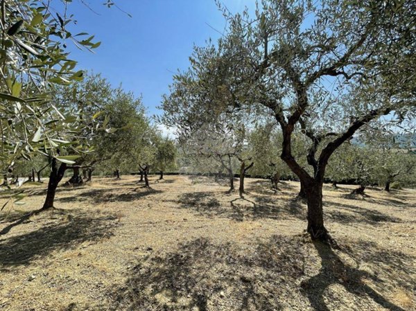 terreno agricolo in vendita a Panicale
