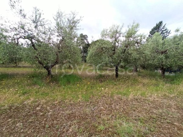 terreno agricolo in vendita a Panicale