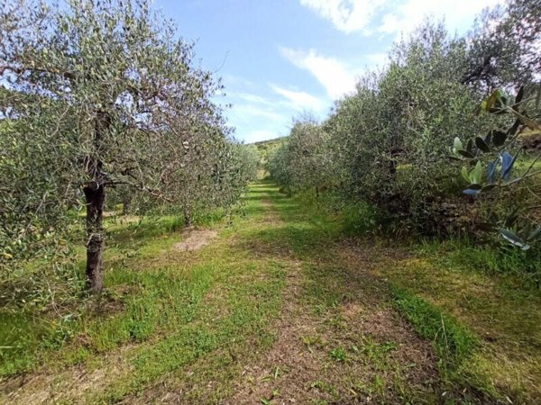 terreno agricolo in vendita a Panicale in zona Macereto