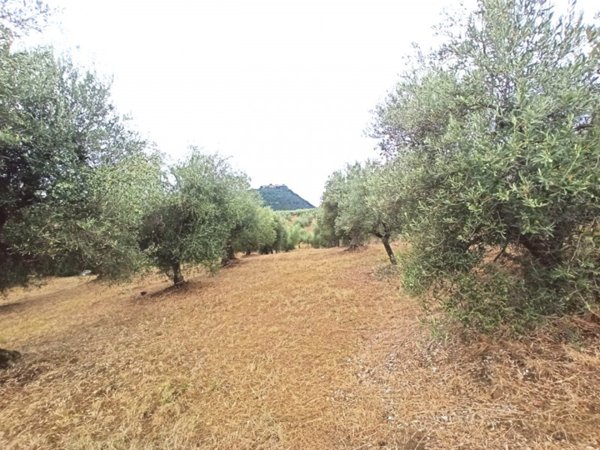 terreno agricolo in vendita a Panicale in zona Casalini