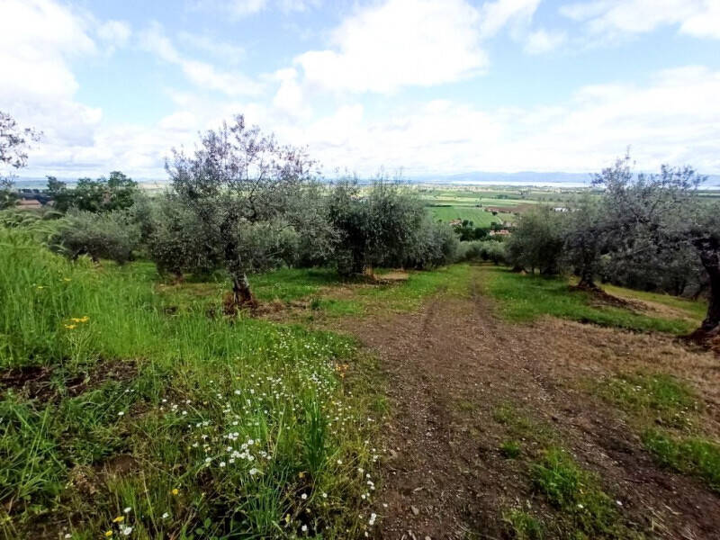 terreno agricolo in vendita a Panicale in zona Macereto