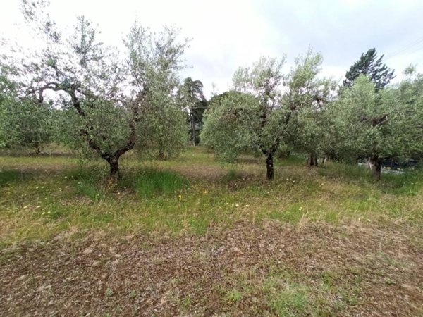 terreno agricolo in vendita a Panicale in zona Casalini