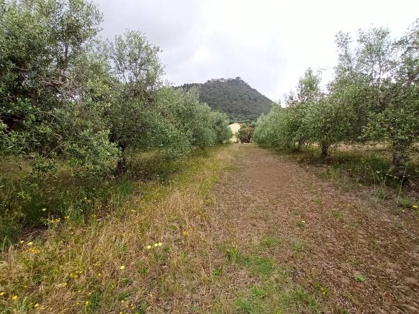 terreno agricolo in vendita a Panicale in zona Casalini