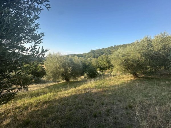 terreno agricolo in vendita a Panicale in zona Casalini
