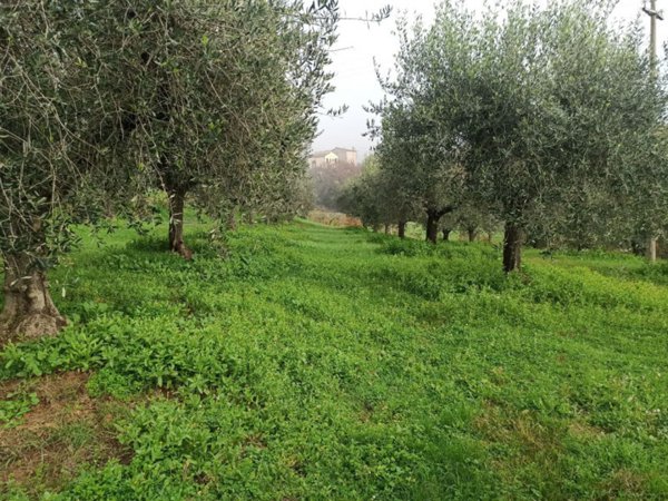 terreno in vendita a Panicale in zona Casalini