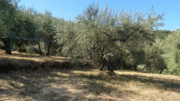 terreno in vendita a Panicale