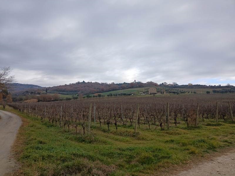 azienda agricola in vendita a Passignano sul Trasimeno