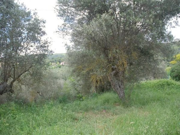terreno agricolo in vendita a Passignano sul Trasimeno in zona Pischiello