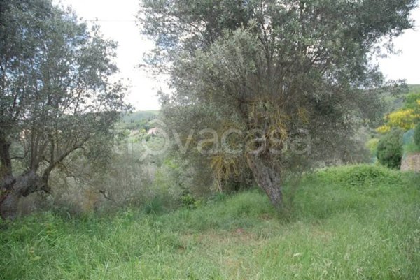 terreno agricolo in vendita a Passignano sul Trasimeno in zona Pischiello