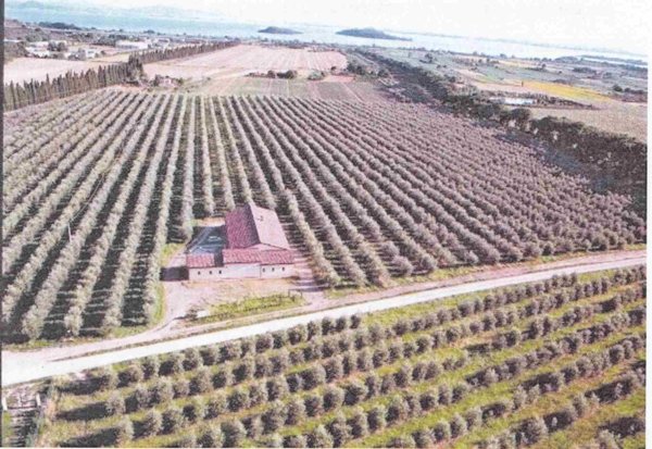 azienda agricola in vendita a Passignano sul Trasimeno