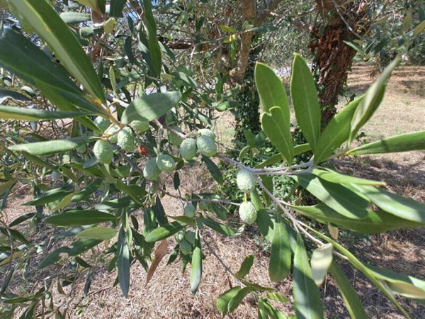 terreno agricolo in vendita a Passignano sul Trasimeno in zona San Donato