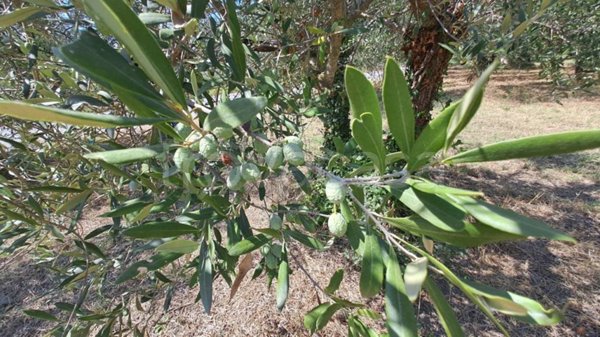 terreno agricolo in vendita a Passignano sul Trasimeno in zona San Donato