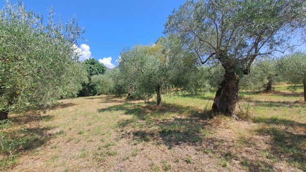 terreno in vendita a Passignano sul Trasimeno in zona San Donato