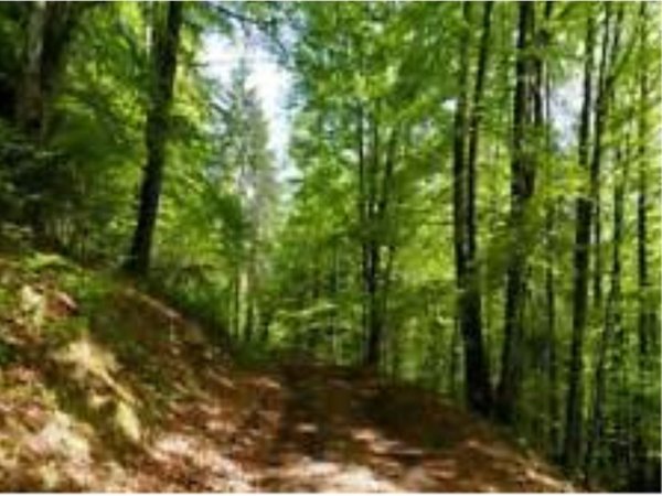 terreno agricolo in vendita a Perugia in zona Montelaguardia