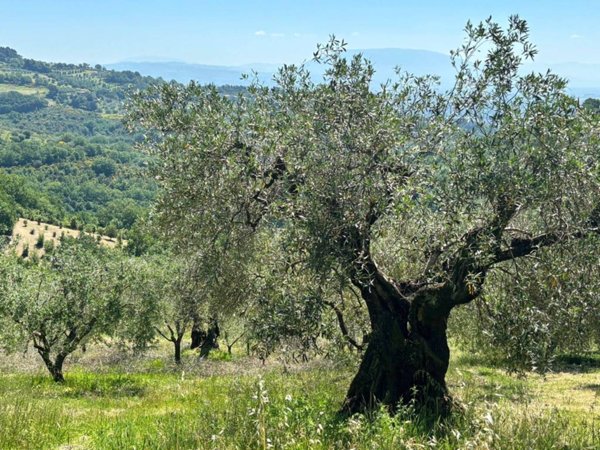 terreno agricolo in vendita a Perugia in zona Montelaguardia
