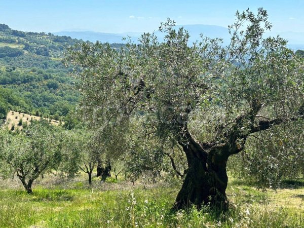 terreno agricolo in vendita a Perugia in zona Montelaguardia