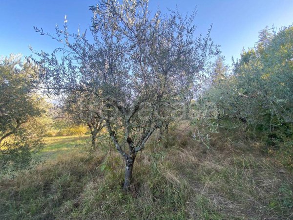 terreno agricolo in vendita a Perugia in zona Pretola